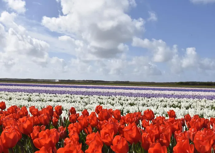 Tatil Evi Pet-friendly Warmenhuizen